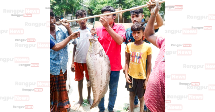 কু‌ড়িগ্রা‌মে জে‌লের বড়‌শি‌তে ধরা পড়লো সা‌ড়ে ৯ কে‌জি ওজ‌নের চিতল