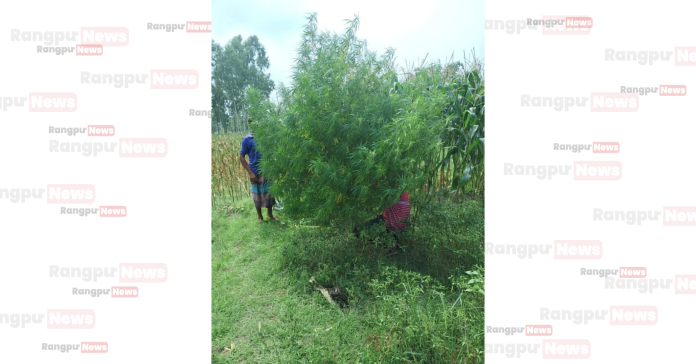 মাহিগঞ্জ থানার বিশেষ অভিযানে অবৈধ মাদকদ্রব্য (গাঁজার গাছ) উদ্ধার