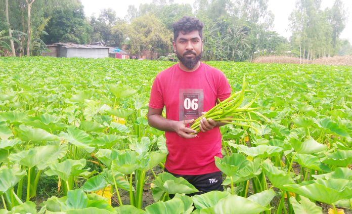 কচুর লতি চাষ করে চার তরুণ উদ্যোক্তা পেয়েছেন অভাবনীয় সাফল্য