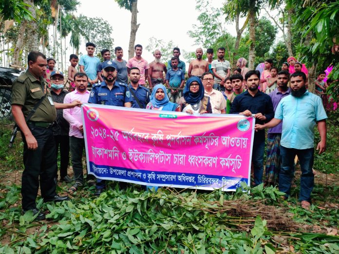 চিরিরবন্দরে অভিযান চালিয়ে ২৫ হাজার ইউক্যালিপটাস চারা ধ্বংস