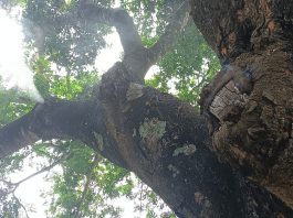 শতবর্ষী গাছে হঠাৎ আগুন, দেখতে জনতার ভিড়