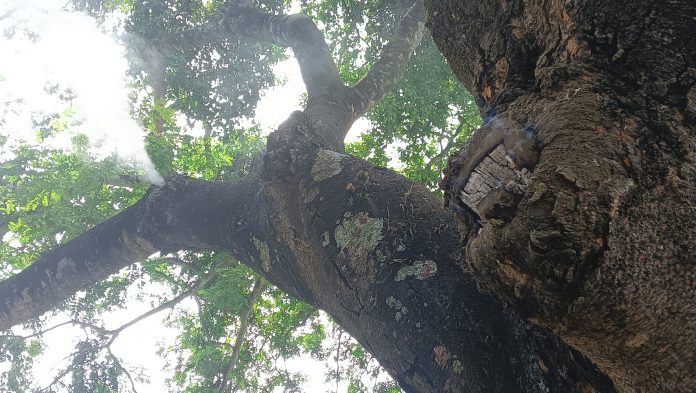 শতবর্ষী গাছে হঠাৎ আগুন, দেখতে জনতার ভিড়