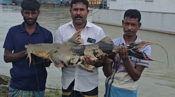 পদ্মায় জেলের জালে ধরা পড়ল ২৯ কেজি ওজনের বাঘাইড়