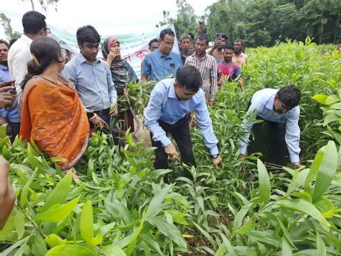 ডোমারে ইউক্যালিপটাস ও আকাশমনি গাছের চারা নিধন কার্যক্রমের উদ্বোধন